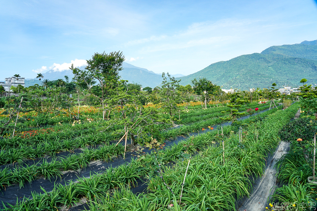 花蓮賞花景點   嘉德萱草花田2020  平地金針花海占地廣大 花種更多樣  花季至端午節連假都看得到 IG網美熱門景點 花蓮免費景點