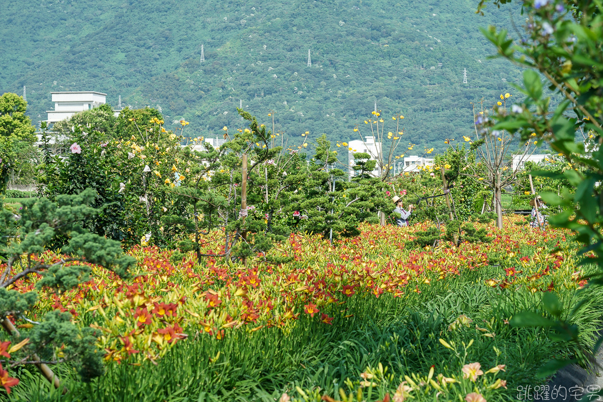 花蓮賞花景點   嘉德萱草花田2020  平地金針花海占地廣大 花種更多樣  花季至端午節連假都看得到 IG網美熱門景點 花蓮免費景點