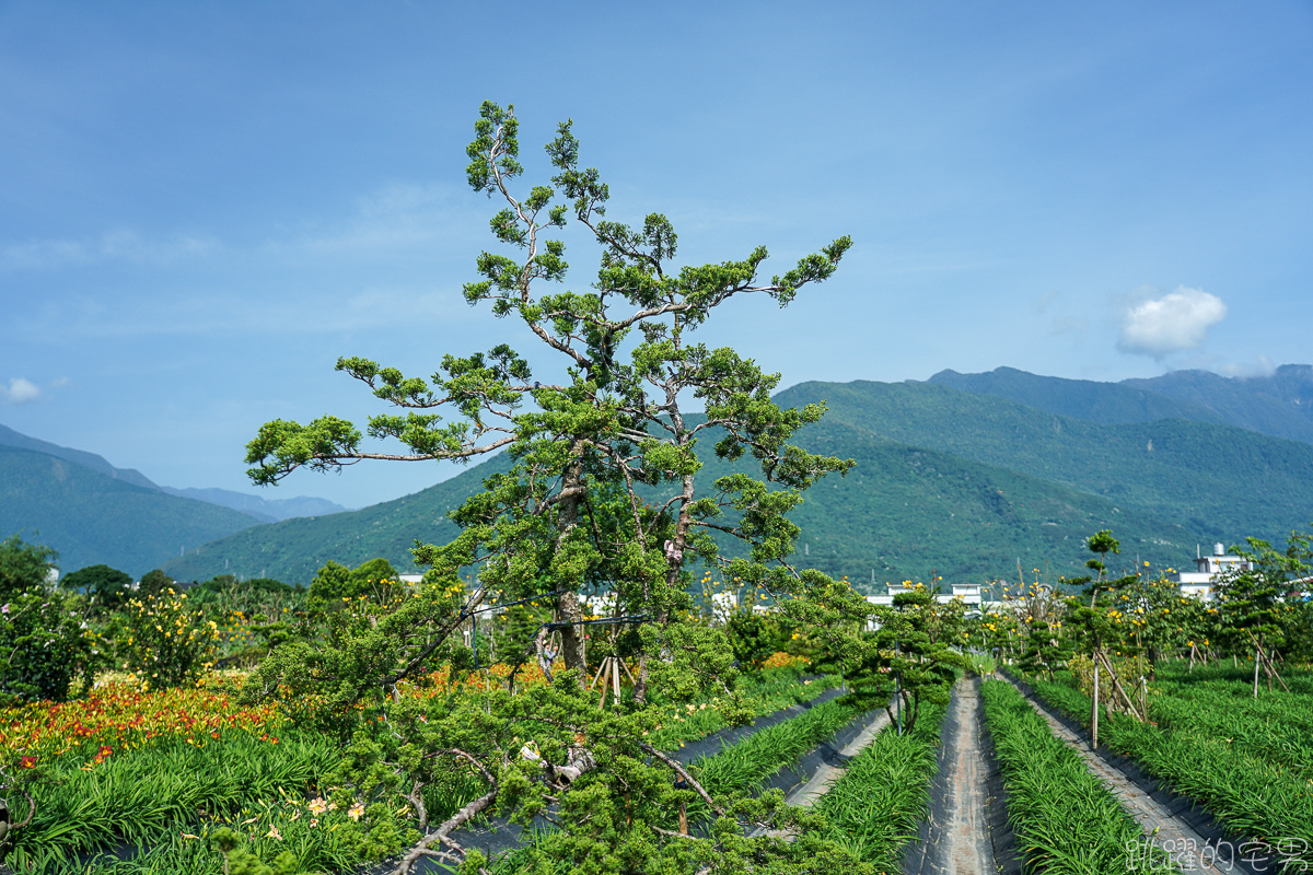 花蓮賞花景點   嘉德萱草花田2020  平地金針花海占地廣大 花種更多樣  花季至端午節連假都看得到 IG網美熱門景點 花蓮免費景點