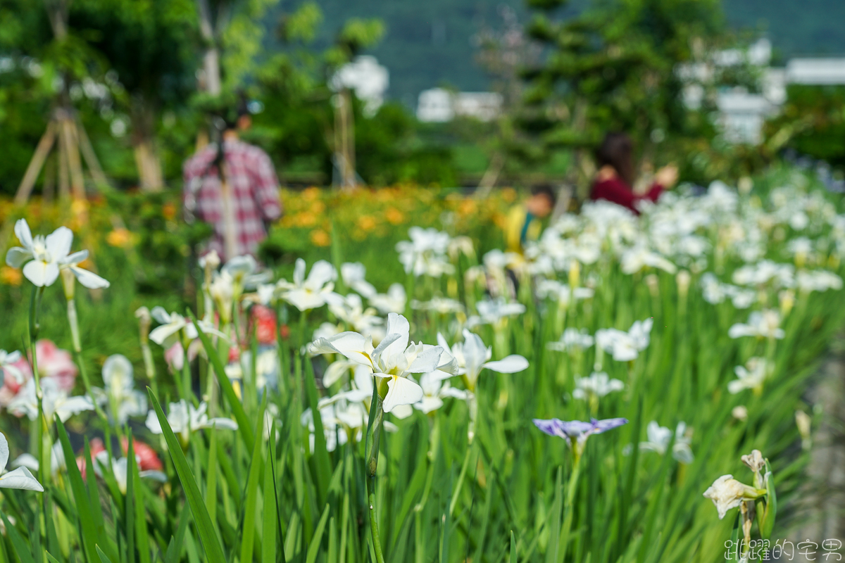 花蓮賞花景點   嘉德萱草花田2020  平地金針花海占地廣大 花種更多樣  花季至端午節連假都看得到 IG網美熱門景點 花蓮免費景點