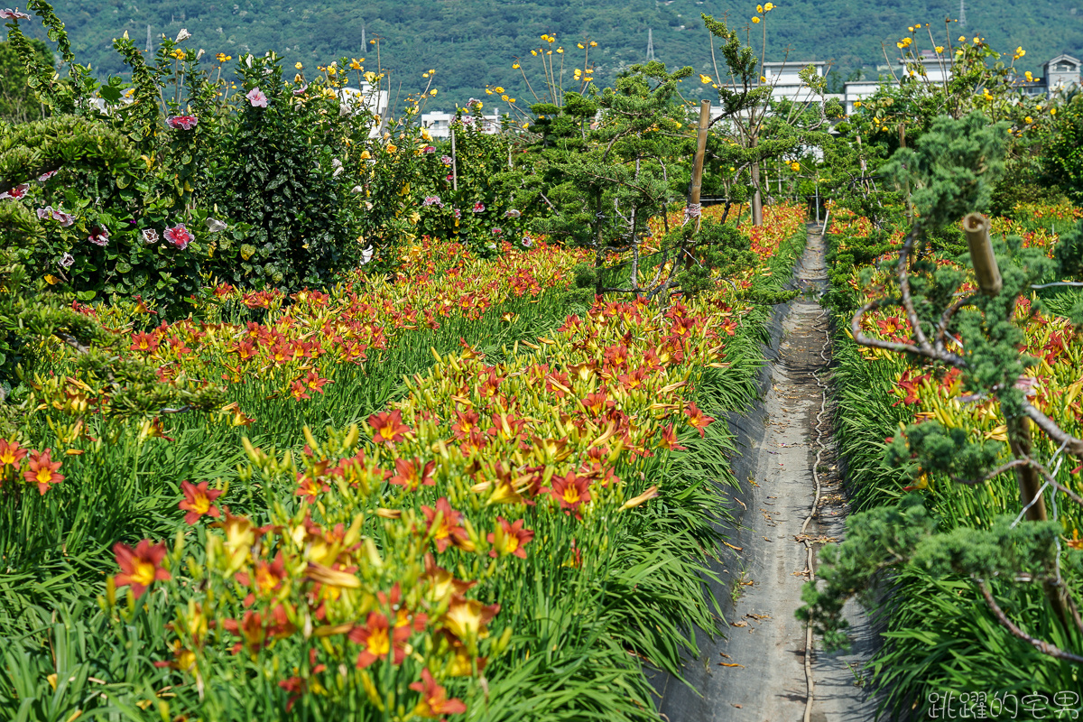 花蓮賞花景點   嘉德萱草花田2020  平地金針花海占地廣大 花種更多樣  花季至端午節連假都看得到 IG網美熱門景點 花蓮免費景點 @yass集合啦！