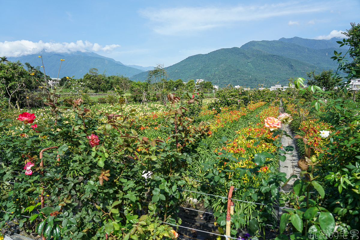 花蓮賞花景點   嘉德萱草花田2020  平地金針花海占地廣大 花種更多樣  花季至端午節連假都看得到 IG網美熱門景點 花蓮免費景點