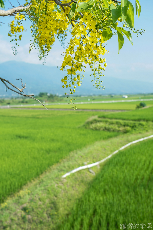 [花蓮旅遊推薦] 瑞穗玉里最美風景 花蓮193縣道景點  微微涼風走進清新稻海 松浦天堂路