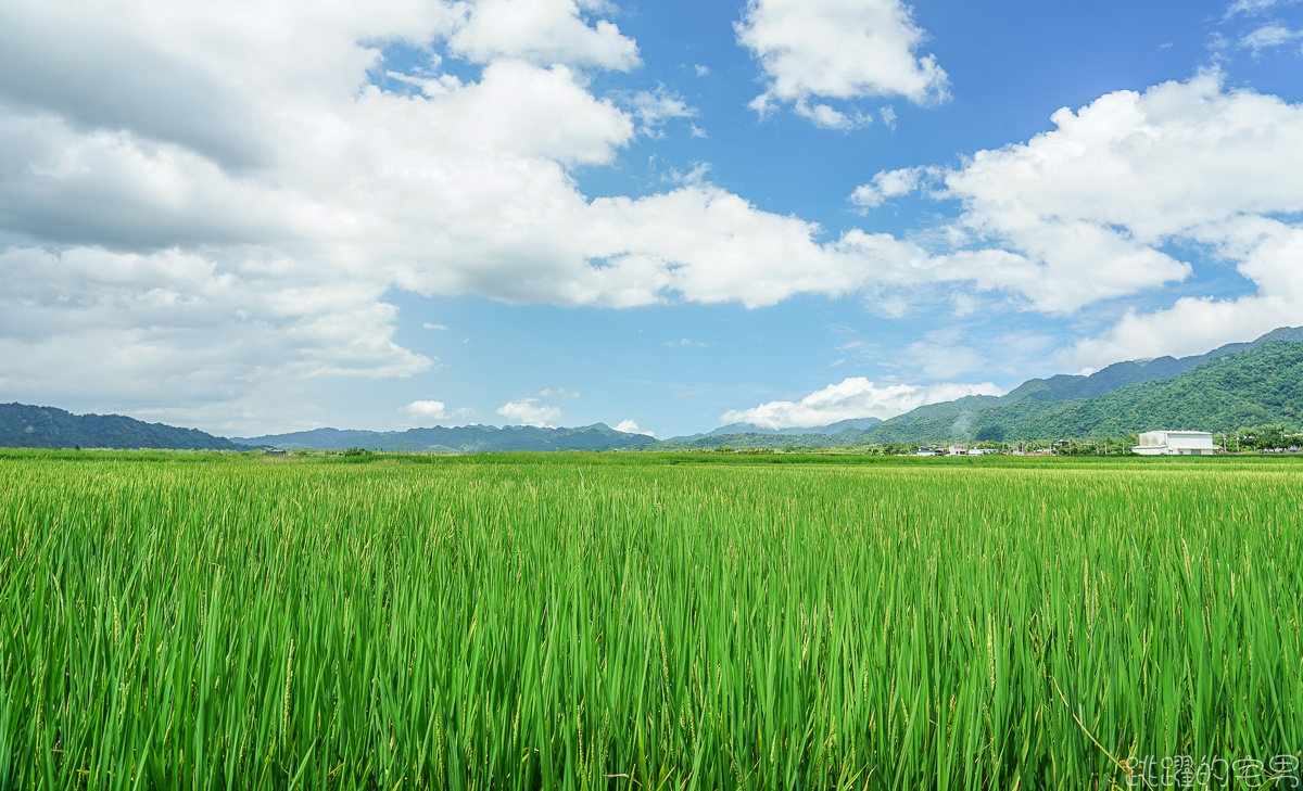 [花蓮旅遊推薦] 瑞穗玉里最美風景 花蓮193縣道景點  微微涼風走進清新稻海 松浦天堂路