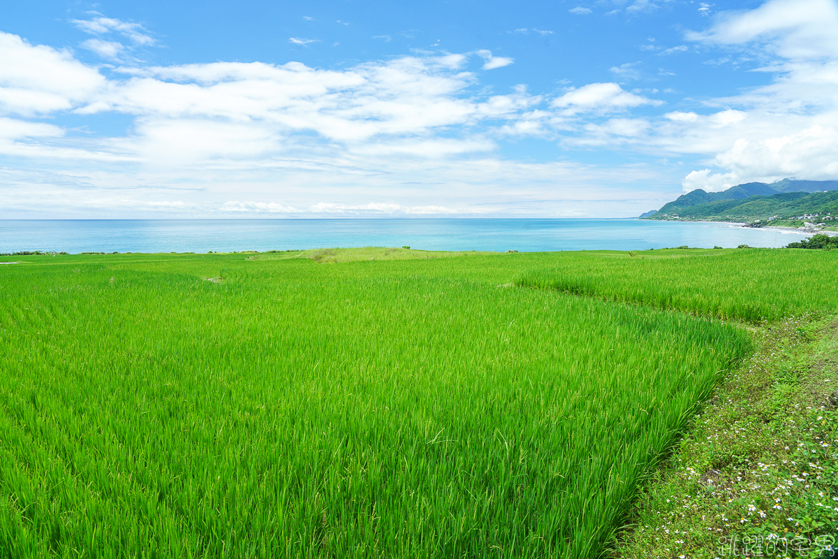 絕美太平洋黃金稻浪 品嘗超新鮮花蓮海鮮 親不知子天空步道 石梯坪玩水 花蓮行程推薦  看海咖啡廳 大石鼻山 花蓮海線這樣玩