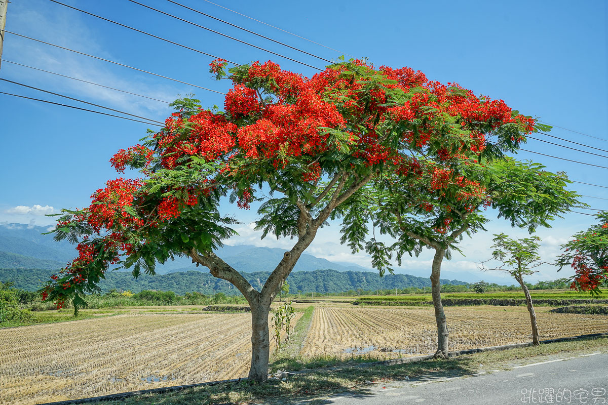 [花蓮景點]東里鐵馬驛站- 稻海不只是稻海 藝術在田上也能看到 優席夫彩繪稻田  193線道紅色鳳凰花 紅色阿勃勒 部落皇后咖啡廳 花蓮行程推薦