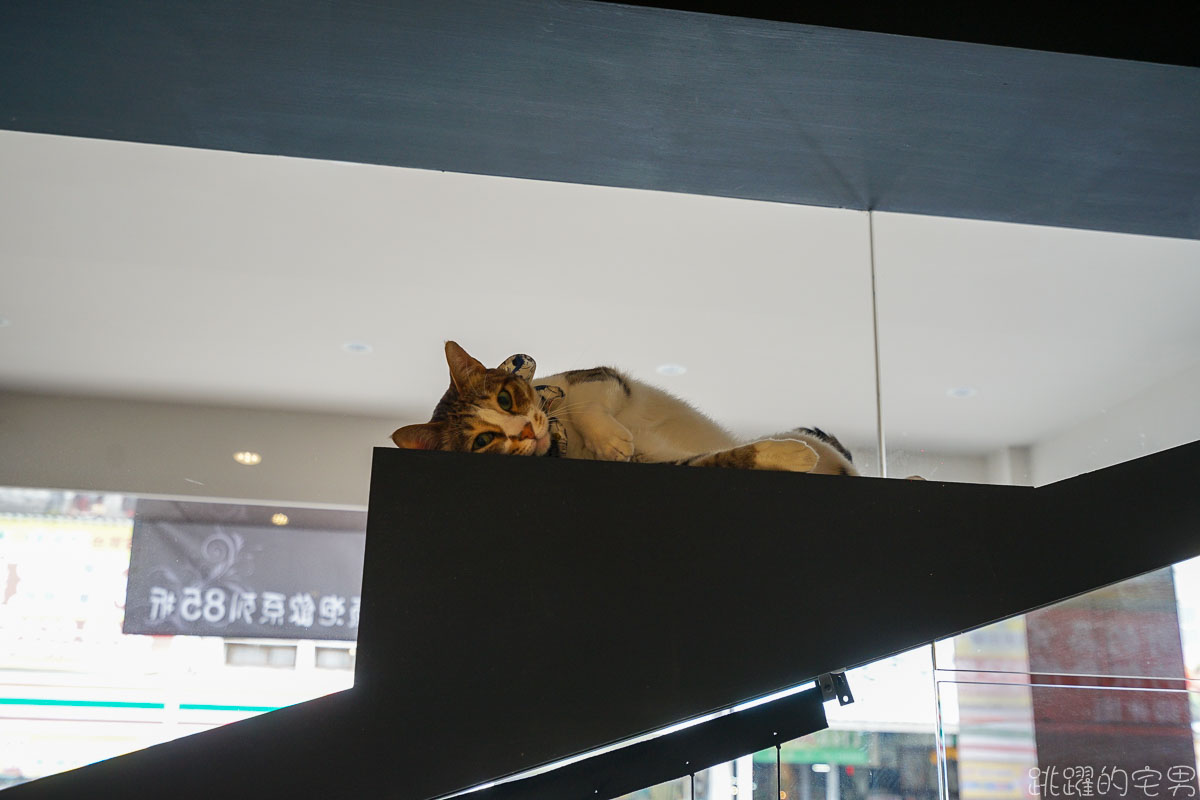 早上8點就開的花蓮早午餐 貓貓咪亞輕食咖啡店 親人的貓店長也太可愛了   花蓮美食