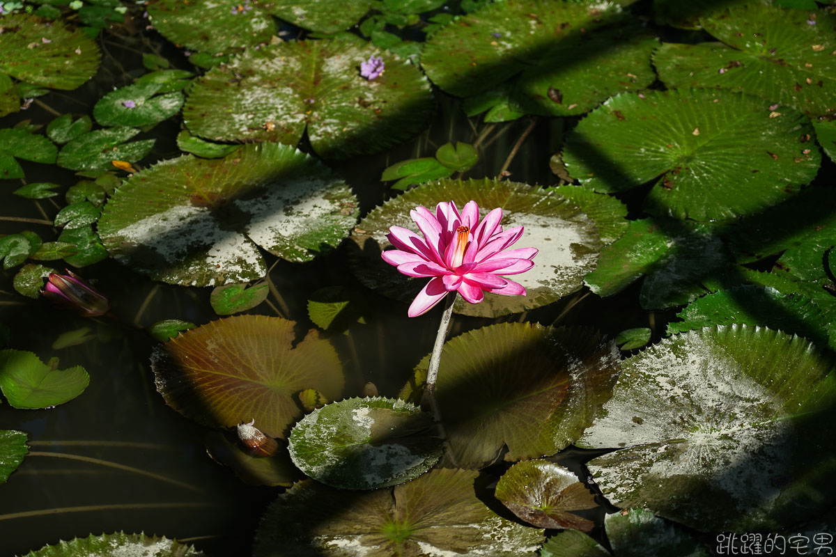 花蓮莫內花園咖啡農莊- 鯉魚潭湖光山色美景映入眼簾 呼吸新鮮空氣放鬆身心  提供咖啡下午茶 品嘗自家烘焙咖啡 鯉魚潭民宿推薦    花蓮民宿 壽豐民宿