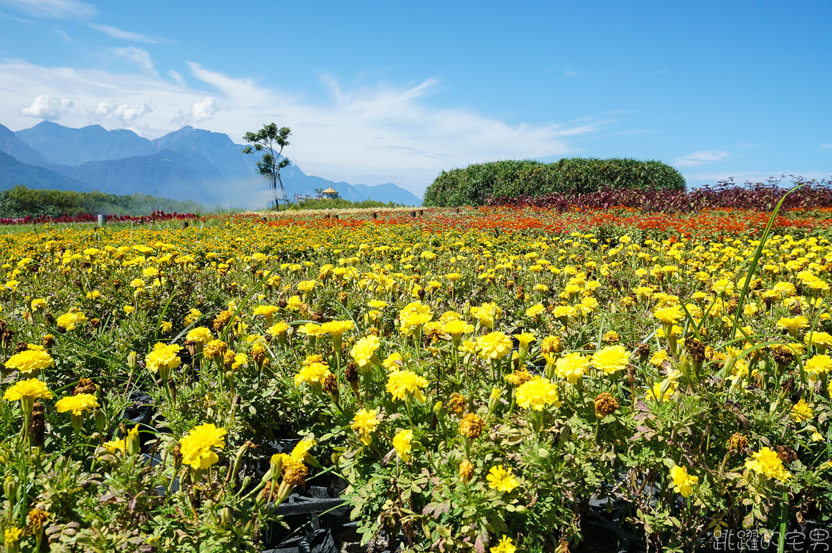 [花蓮景點]曼波海洋生態休閒園區-花蓮也有地下坑道?! 感受50年前戰爭緊張氣氛 七星潭四八高地戰備坑道  提供專人導覽  春季波斯菊花海 七星潭附近景點 花蓮旅遊