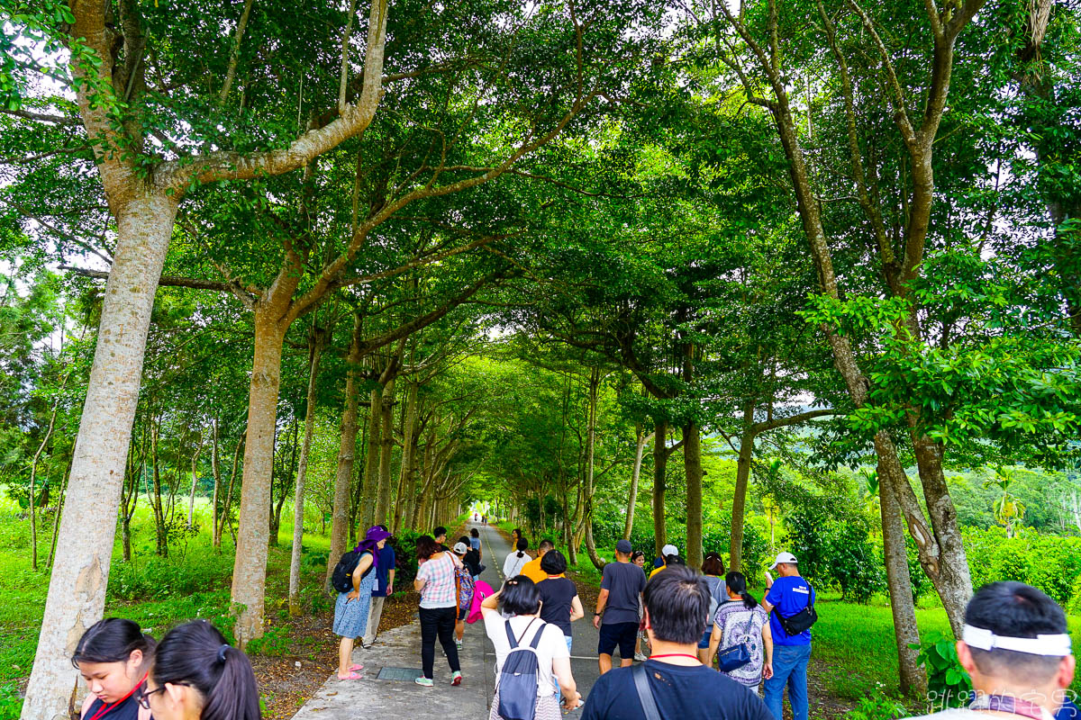 遇見kohkoh瑞穗部落小旅行 瑞穗旅遊這樣玩 單車漫遊IG秘境綠色隧道絕美拍不停  自己作老奶奶檸檬蛋糕 彌勒有機果園DIY   花蓮旅遊 瑞穗旅遊 花蓮2日遊行程推薦