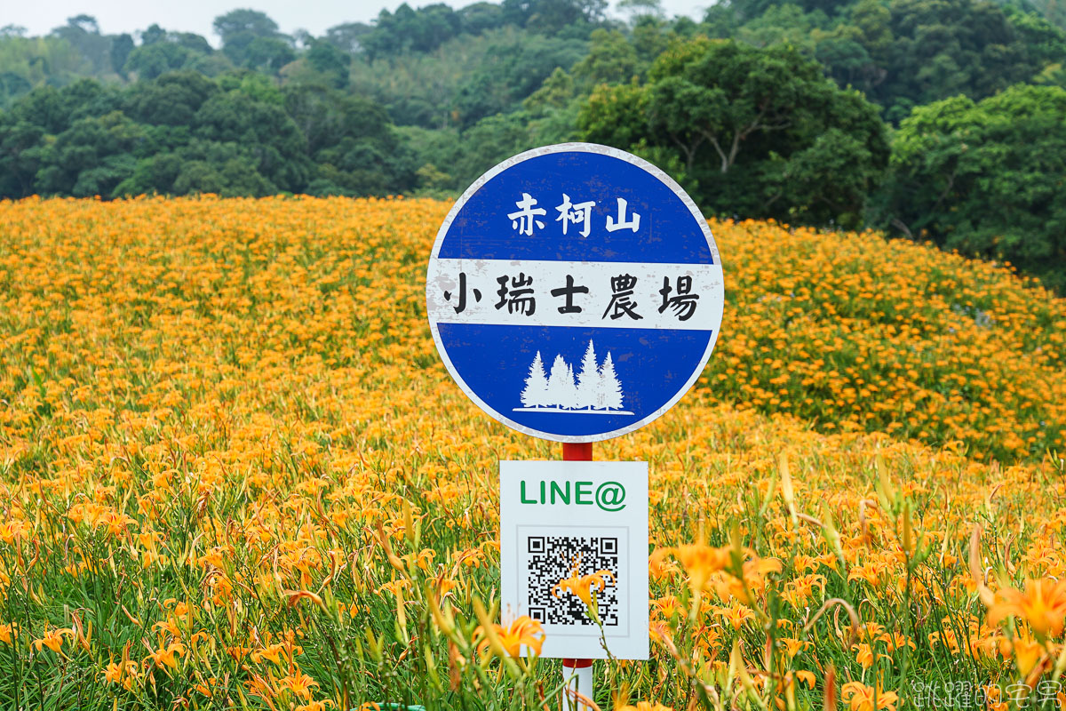 2020金針花季 赤科山- 金黃色金針花海如地毯鋪滿整大地 提供赤科山即時影像直播 小瑞士農場 林家園 汪家古厝金針花況絕佳  赤柯山 花蓮景點推薦 花蓮金針花海2020