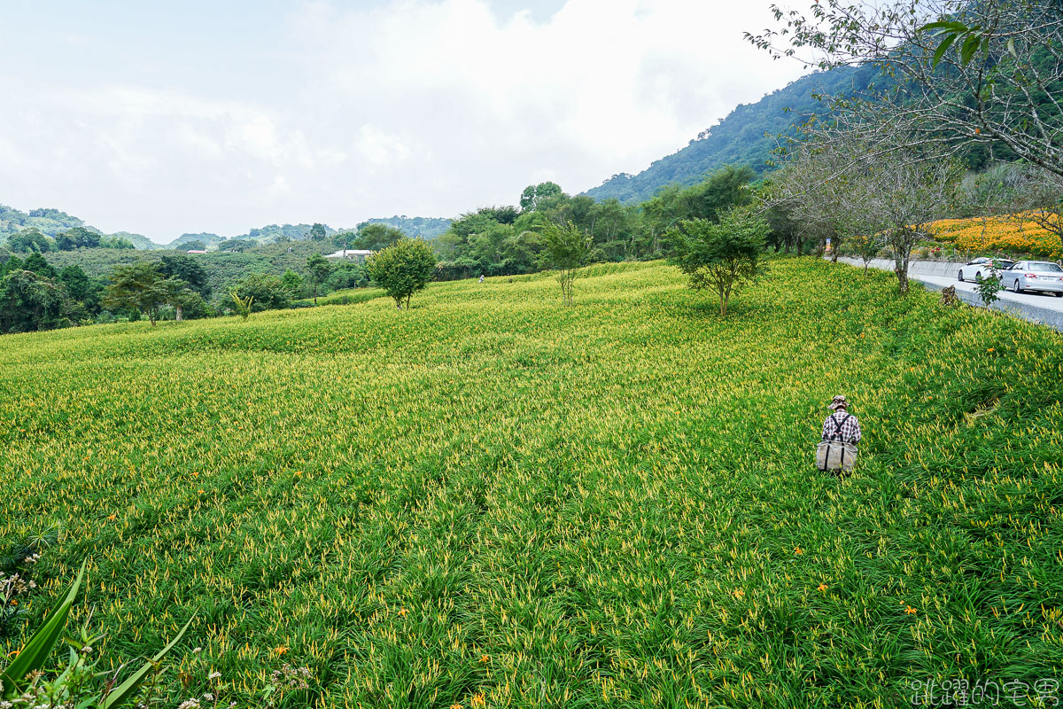 2020金針花季 赤科山- 金黃色金針花海如地毯鋪滿整大地 提供赤科山即時影像直播 小瑞士農場 林家園 汪家古厝金針花況絕佳  赤柯山 花蓮景點推薦 花蓮金針花海2020