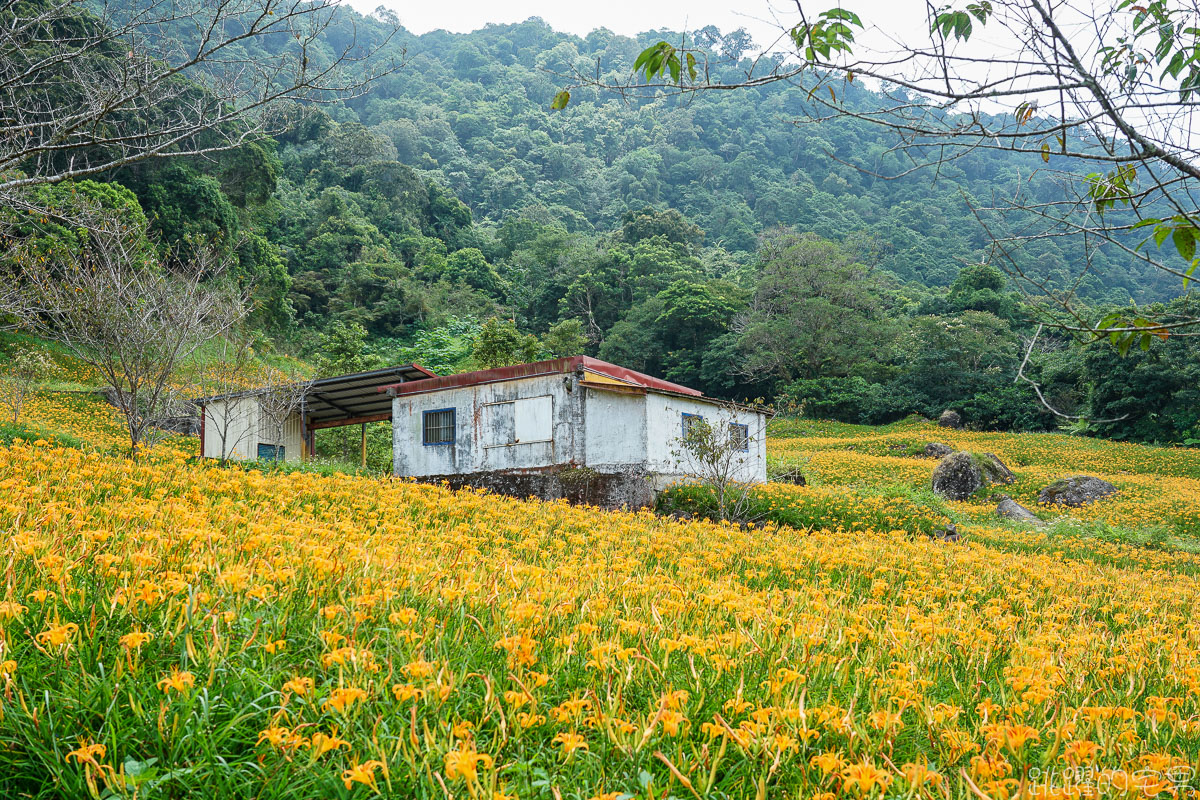 2020金針花季 赤科山- 金黃色金針花海如地毯鋪滿整大地 提供赤科山即時影像直播 小瑞士農場 林家園 汪家古厝金針花況絕佳  赤柯山 花蓮景點推薦 花蓮金針花海2020