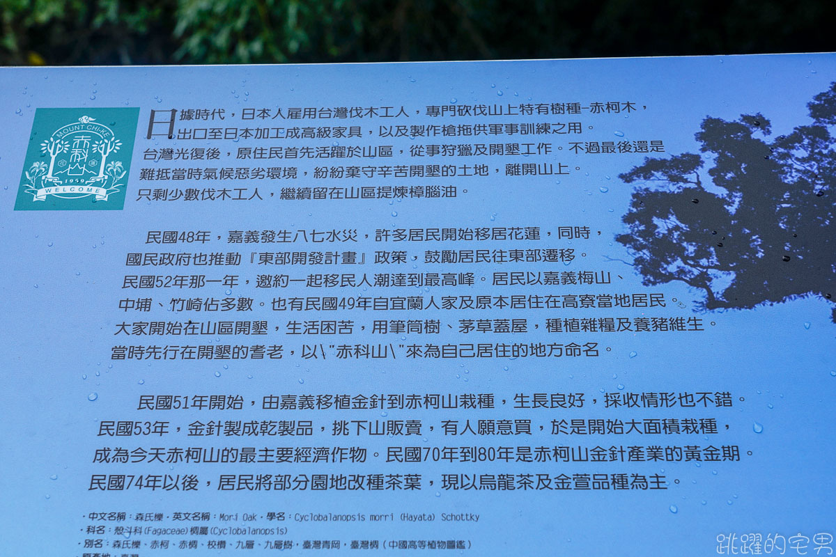 2020金針花季 赤科山- 金黃色金針花海如地毯鋪滿整大地 提供赤科山即時影像直播 小瑞士農場 林家園 汪家古厝金針花況絕佳  赤柯山 花蓮景點推薦 花蓮金針花海2020