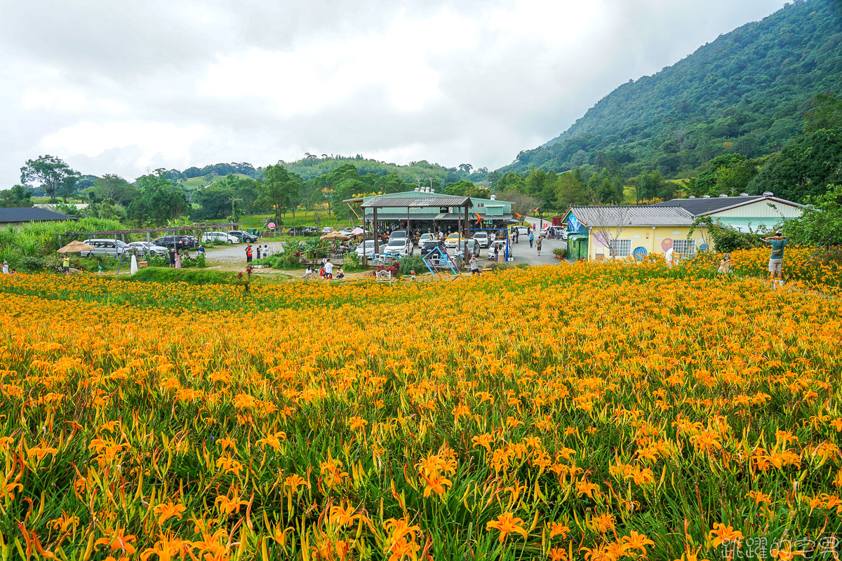 2020金針花季 赤科山- 金黃色金針花海如地毯鋪滿整大地 提供赤科山即時影像直播 小瑞士農場 林家園 汪家古厝金針花況絕佳  赤柯山 花蓮景點推薦 花蓮金針花海2020