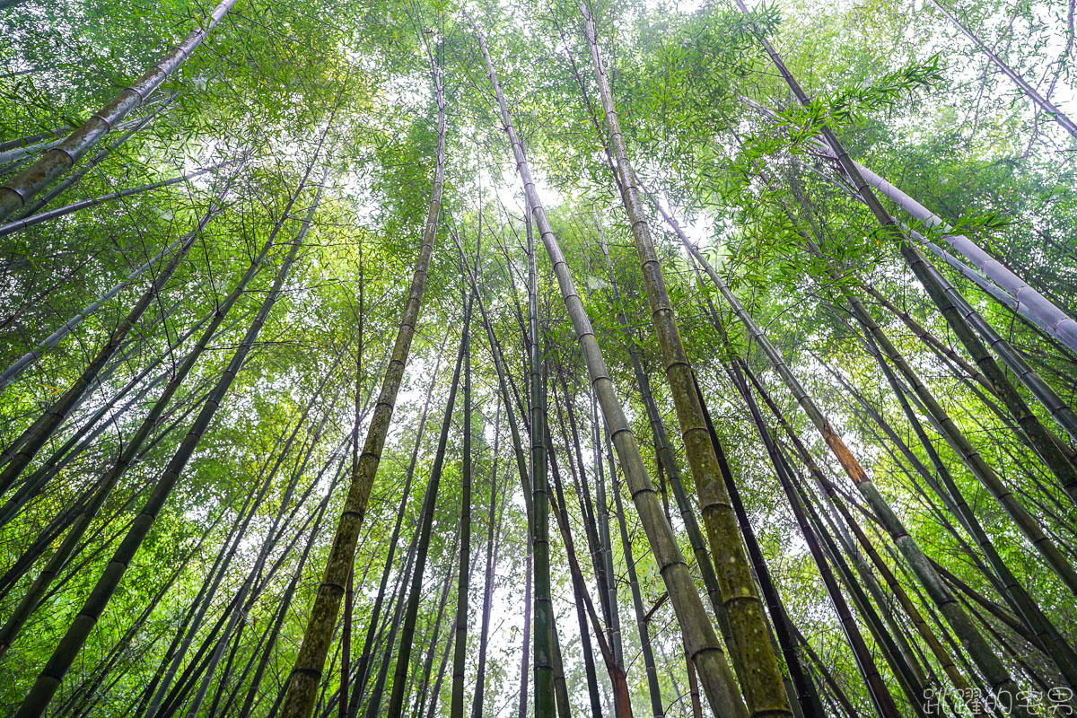 雲林古坑二日遊行程推薦 雲嶺之丘俯瞰嘉南平原 愛上了杉林步道的領悟 五元二角宛如走進京都嵐山竹林小徑 品嘗阿嬤的私房菜 東碧山莊住宿 雲林古坑懶人包