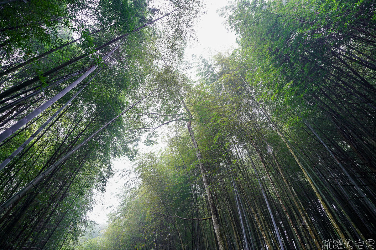 雲林古坑二日遊行程推薦 雲嶺之丘俯瞰嘉南平原 愛上了杉林步道的領悟 五元二角宛如走進京都嵐山竹林小徑 品嘗阿嬤的私房菜 東碧山莊住宿 雲林古坑懶人包