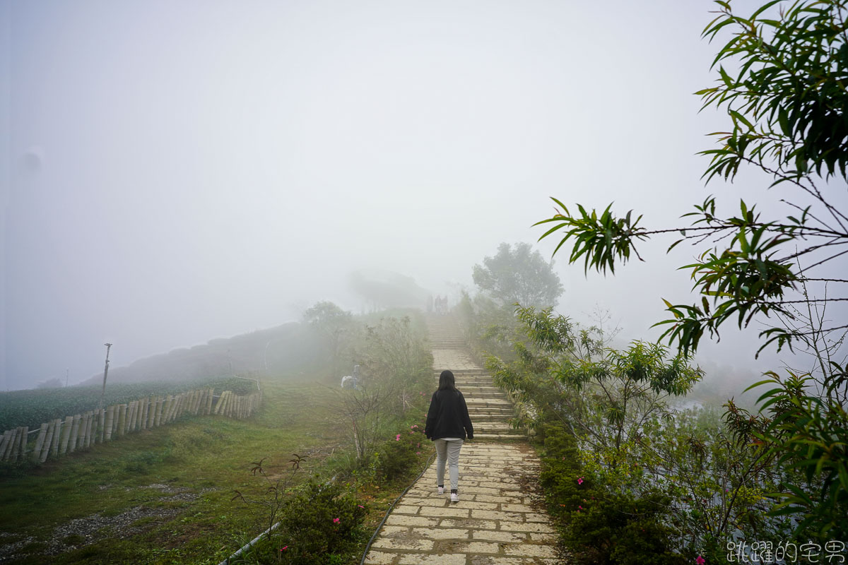 雲林古坑二日遊行程推薦 雲嶺之丘俯瞰嘉南平原 愛上了杉林步道的領悟 五元二角宛如走進京都嵐山竹林小徑 品嘗阿嬤的私房菜 東碧山莊住宿 雲林古坑懶人包