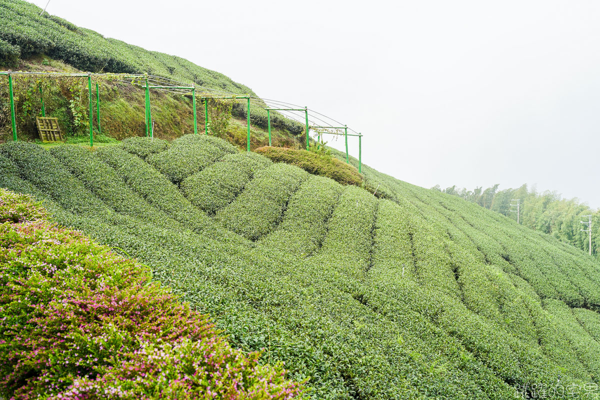 雲林古坑二日遊行程推薦 雲嶺之丘俯瞰嘉南平原 愛上了杉林步道的領悟 五元二角宛如走進京都嵐山竹林小徑 品嘗阿嬤的私房菜 東碧山莊住宿 雲林古坑懶人包