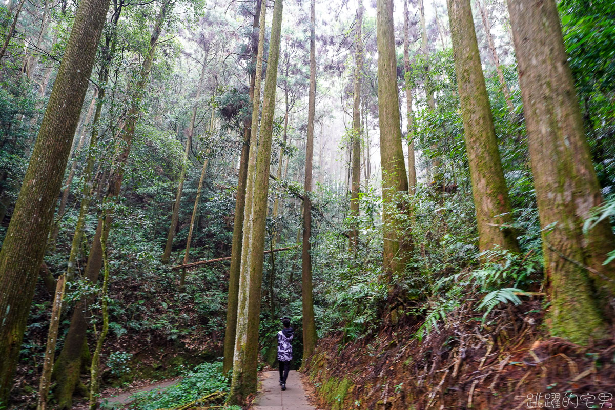 雲林古坑二日遊行程推薦 雲嶺之丘俯瞰嘉南平原 愛上了杉林步道的領悟 五元二角宛如走進京都嵐山竹林小徑 品嘗阿嬤的私房菜 東碧山莊住宿 雲林古坑懶人包