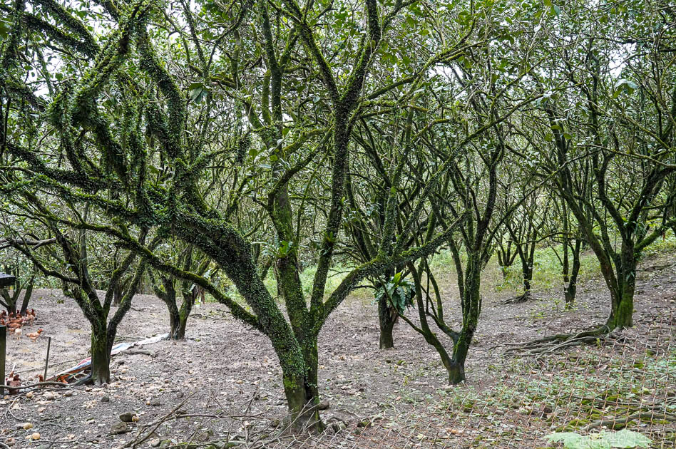 花蓮玉米雞 放山雞 你聽過縱谷跑山雞嗎? 農委會認證 最新花蓮品牌雞 16週自然野放 無毒環境 穀物牧草粗飼 山上畜牧場