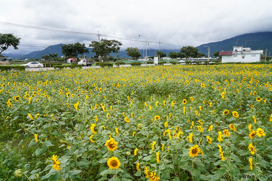 花蓮路邊就有向日葵花田  美美太陽花超級好拍 花蓮花海 附上Google地圖