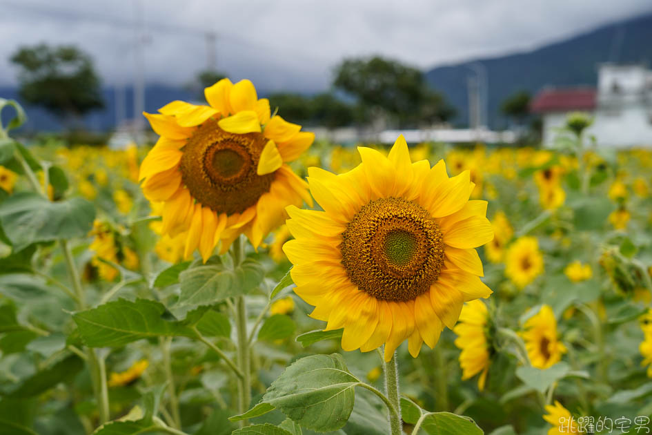 花蓮路邊就有向日葵花田  美美太陽花超級好拍 花蓮花海 附上Google地圖