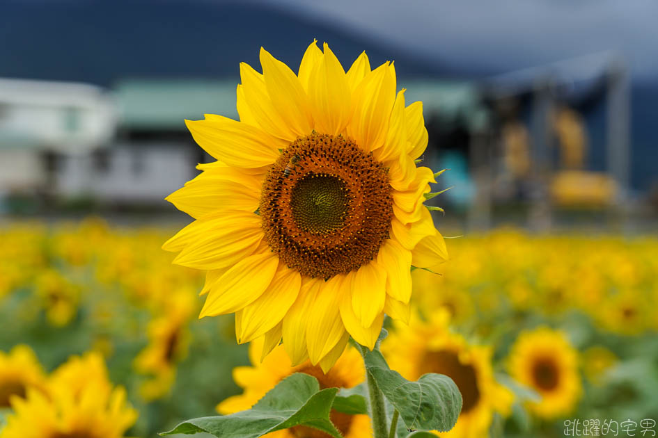 花蓮路邊就有向日葵花田  美美太陽花超級好拍 花蓮花海 附上Google地圖