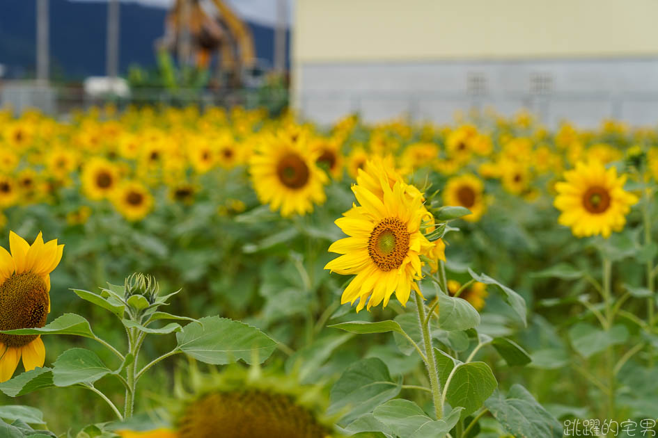 花蓮路邊就有向日葵花田  美美太陽花超級好拍 花蓮花海 附上Google地圖