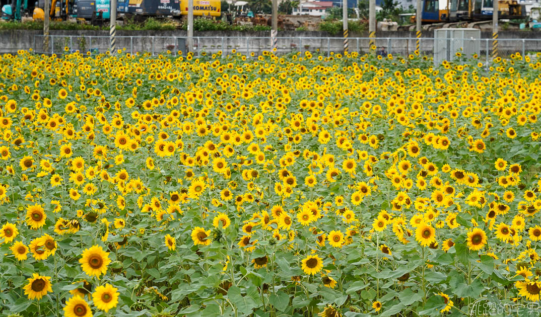 花蓮路邊就有向日葵花田  美美太陽花超級好拍 花蓮花海 附上Google地圖