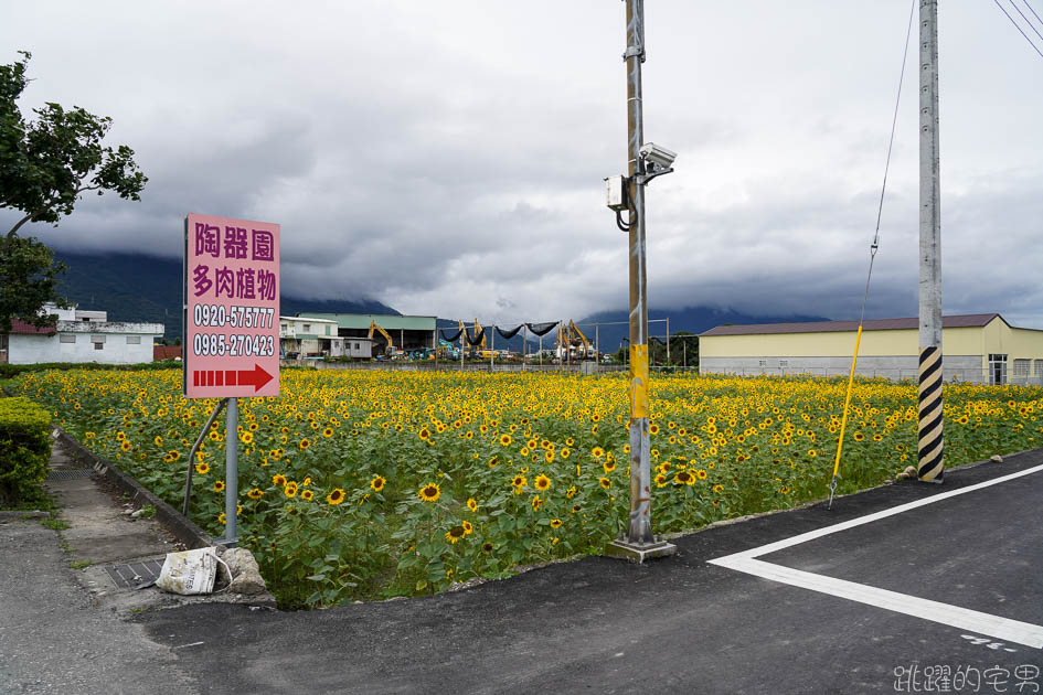 花蓮路邊就有向日葵花田  美美太陽花超級好拍 花蓮花海 附上Google地圖