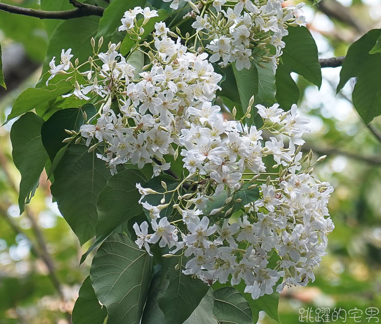 [苗栗景點]卓也小屋度假園區-2021桐花螢火蟲季 油桐花鋪滿地面宛如四月雪 卓也小屋一泊二食 下午茶 晚餐超豐富 薄荷烤雞 大碗公彩色粉粿冰必吃 卓也小屋導覽地圖  苗栗三義景點  卓也書園子 景觀餐廳 卓也藍染DIY