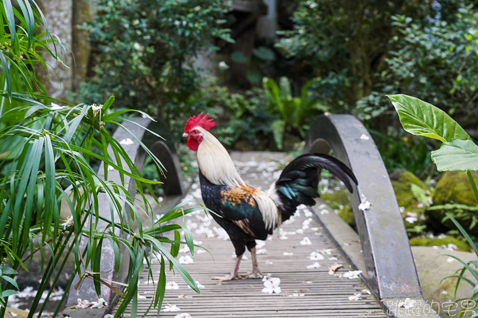 [苗栗景點]卓也小屋度假園區-2021桐花螢火蟲季 油桐花鋪滿地面宛如四月雪 卓也小屋一泊二食 下午茶 晚餐超豐富 薄荷烤雞 大碗公彩色粉粿冰必吃 卓也小屋導覽地圖  苗栗三義景點  卓也書園子 景觀餐廳 卓也藍染DIY