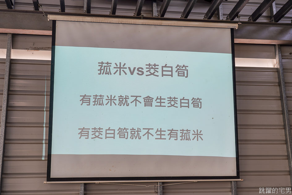 [南投埔里景點]最佳主茭腳白筍農場-產銷履歷茭白筍 魚筍共生不用農藥 體驗採筊白筍的樂趣  南投食農教育 原來茭白筍不是我們想的這樣 埔里茭白筍 南投親子景點