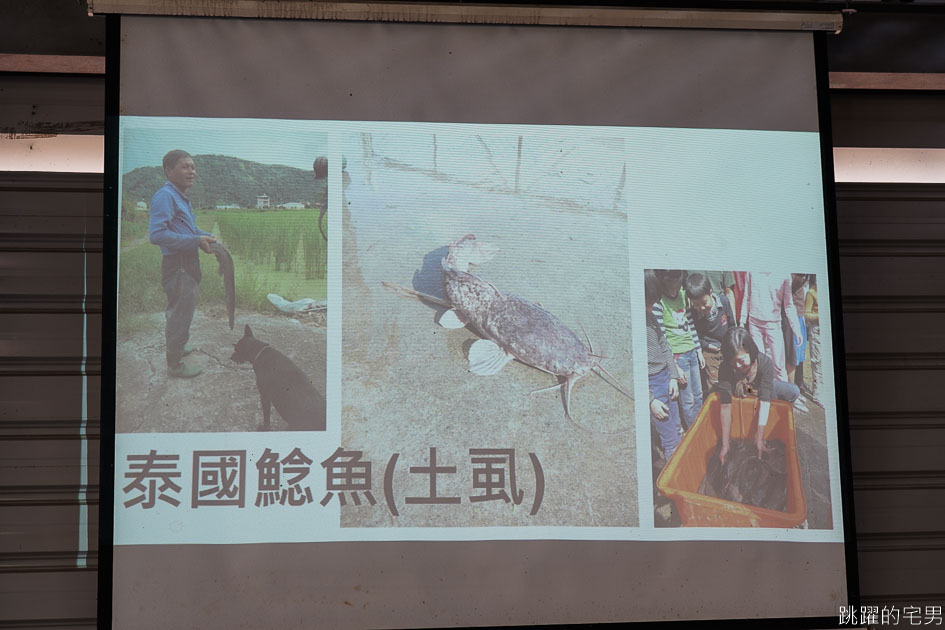 [南投埔里景點]最佳主茭腳白筍農場-產銷履歷茭白筍 魚筍共生不用農藥 體驗採筊白筍的樂趣  南投食農教育 原來茭白筍不是我們想的這樣 埔里茭白筍 南投親子景點