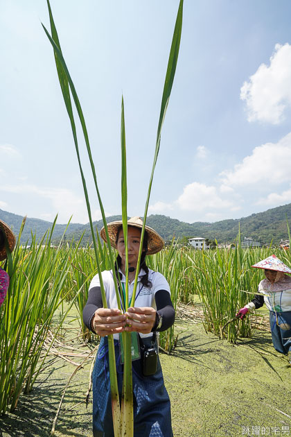 [南投埔里景點]最佳主茭腳白筍農場-產銷履歷茭白筍 魚筍共生不用農藥 體驗採筊白筍的樂趣  南投食農教育 原來茭白筍不是我們想的這樣 埔里茭白筍 南投親子景點