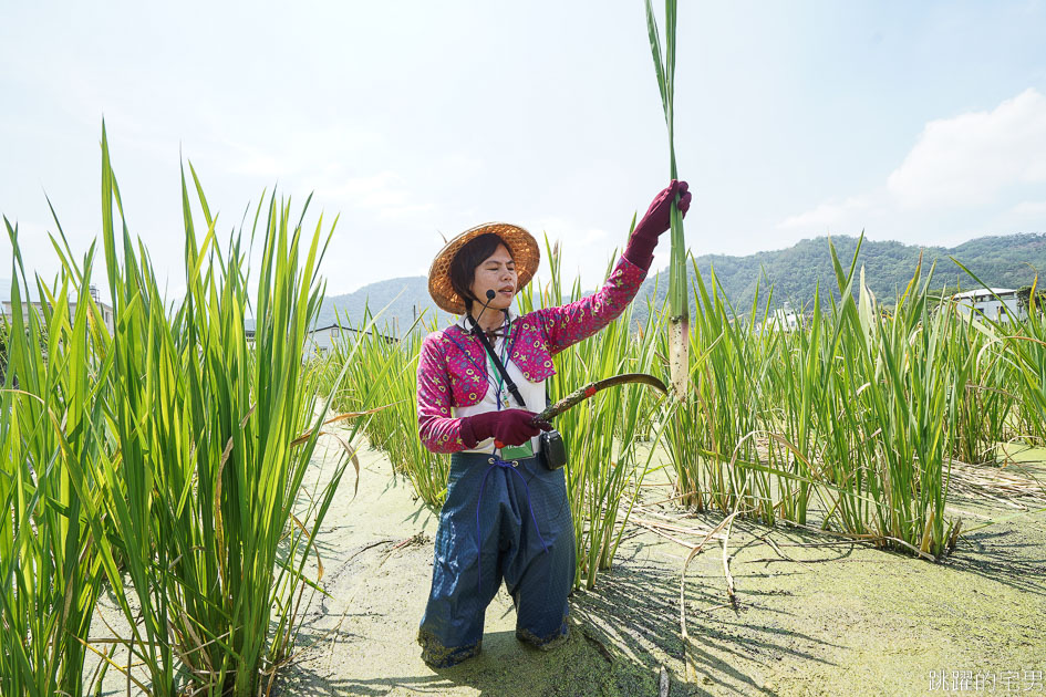 [南投埔里景點]最佳主茭腳白筍農場-產銷履歷茭白筍 魚筍共生不用農藥 體驗採筊白筍的樂趣  南投食農教育 原來茭白筍不是我們想的這樣 埔里茭白筍 南投親子景點