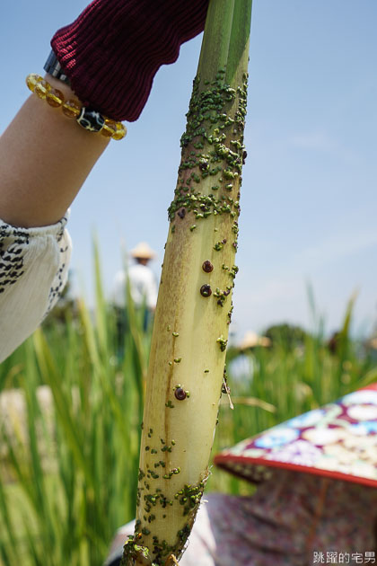 [南投埔里景點]最佳主茭腳白筍農場-產銷履歷茭白筍 魚筍共生不用農藥 體驗採筊白筍的樂趣  南投食農教育 原來茭白筍不是我們想的這樣 埔里茭白筍 南投親子景點