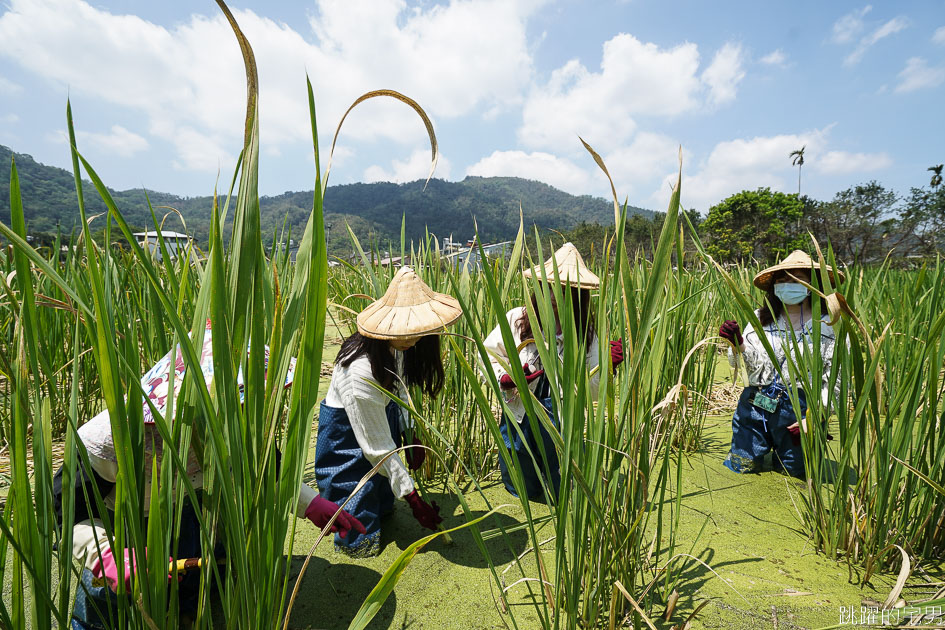 [南投埔里景點]最佳主茭腳白筍農場-產銷履歷茭白筍 魚筍共生不用農藥 體驗採筊白筍的樂趣  南投食農教育 原來茭白筍不是我們想的這樣 埔里茭白筍 南投親子景點