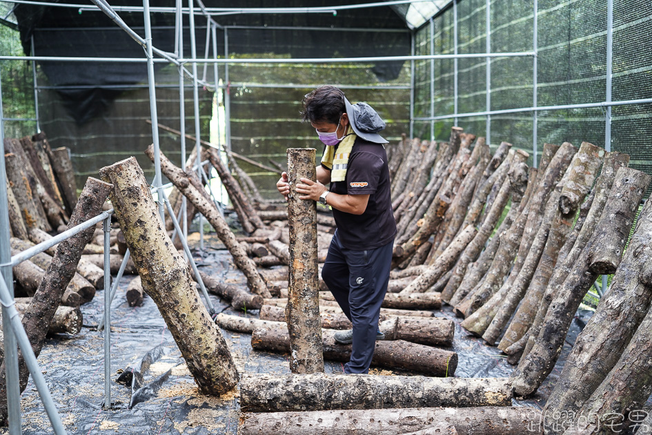 新竹旅遊這樣玩  張學良故居還有免費溫泉 品嘗原住民風味餐 山林中在三毛夢屋喝咖啡下午茶 五峰鄉段木香菇有夠厲害 居然是柴燒@跳躍的宅男