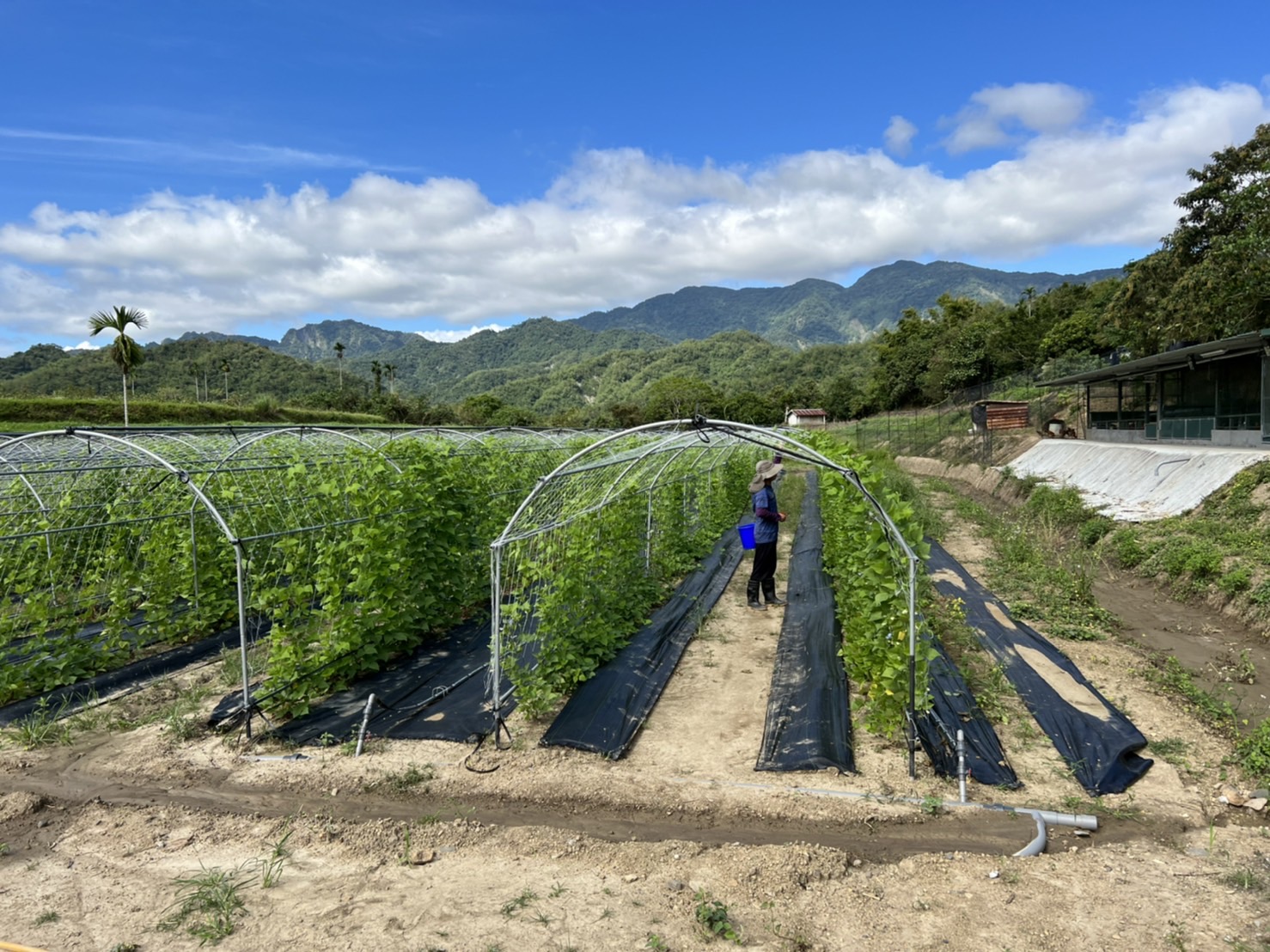 [縱谷跑山雞]泰源悠谷雞-台東30年烏龍院家庭食堂從產地到餐桌，在深山部落裡友善放牧的台灣土雞-中興紅羽1982土雞 ，Salama農場宅配、上上農漁品