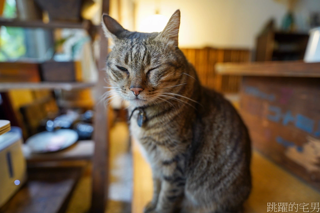 [花蓮咖啡廳]KOHI宅-花蓮有貓咖啡廳，貓咪好摸超親人，只要拍牠屁股就不會走，靜謐舊物空間，開到晚上10點