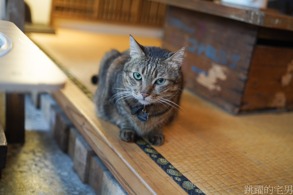 [花蓮咖啡廳]KOHI宅-花蓮有貓咖啡廳，貓咪好摸超親人，只要拍牠屁股就不會走，靜謐舊物空間，開到晚上10點