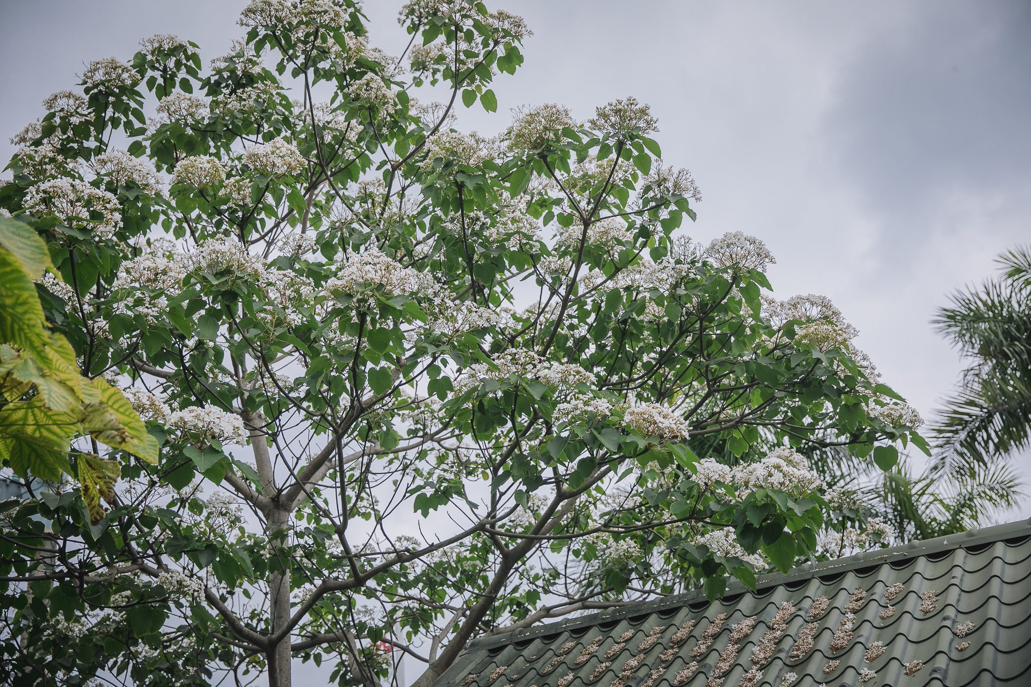 [花蓮活動]桐花不只苗栗有，花蓮客家油桐花季開跑，2022賞桐一期一會桐花樹下音樂季，專車帶你看油桐花感受客家文化，花蓮客庄小旅行，即日起至4/24為止共8梯次