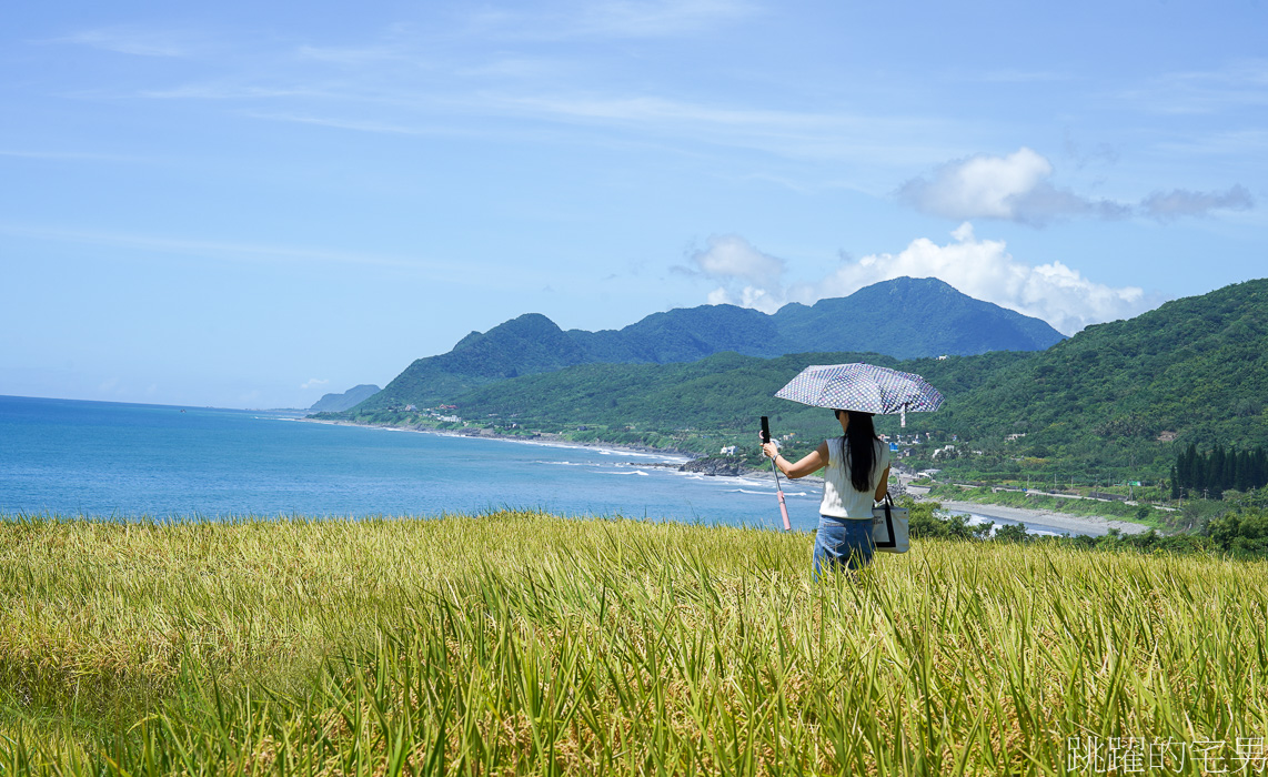 新社海稻田