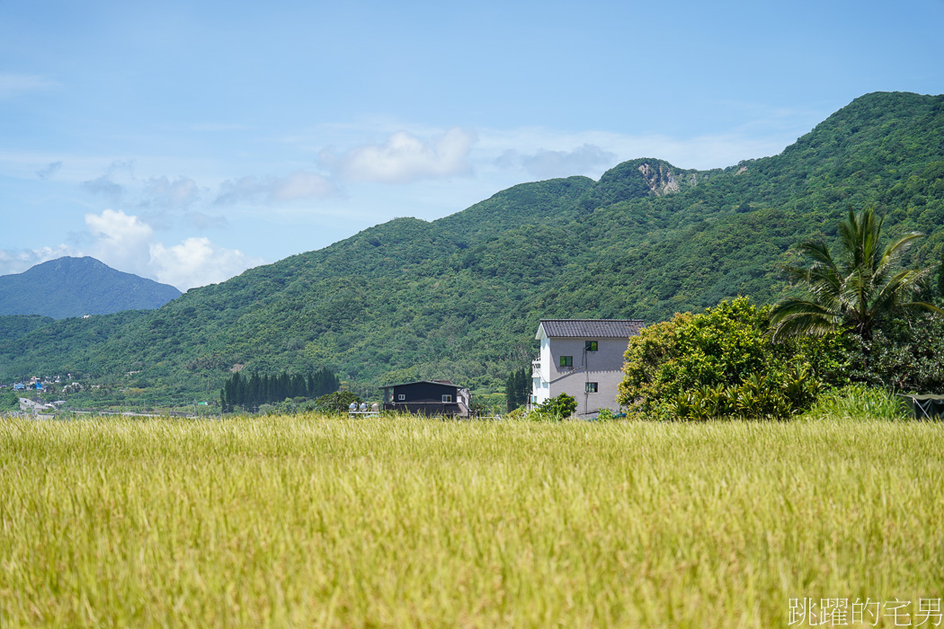 [豐濱景點]新社梯田- 6月底稻穗結實累累，絕美海景+梯田，我想只有花蓮有了，米粑流海稻田，花蓮台11線景點