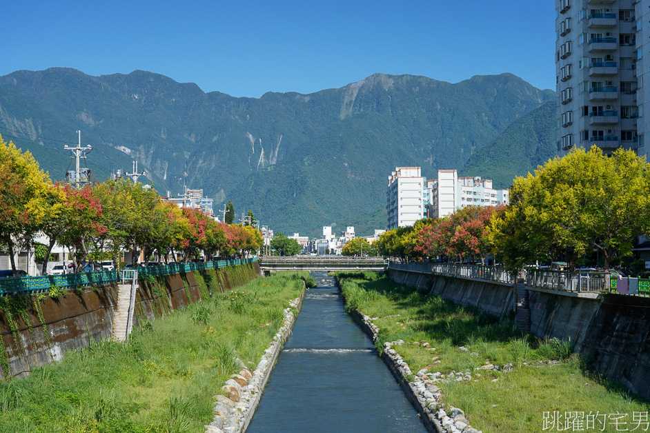 台灣櫟樹