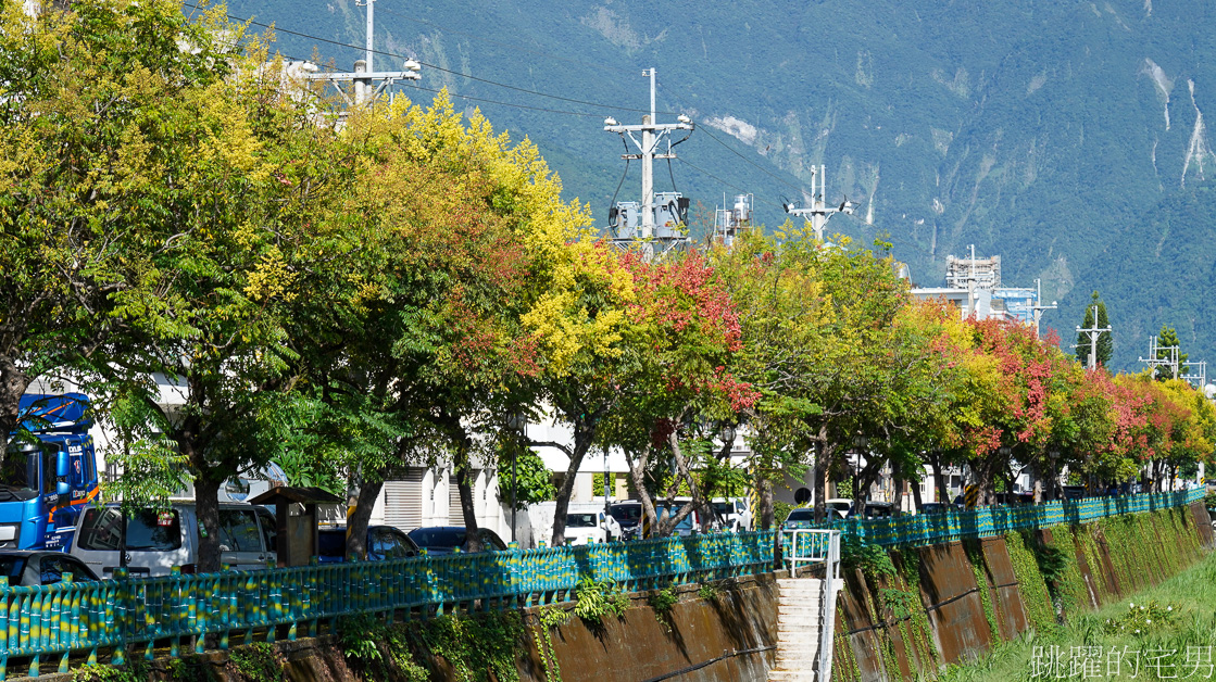 [吉安景點]七腳川-花蓮日常的幸福美景，延綿數百公尺的台灣櫟樹花海，每年9-10月花蓮秋季美景，花蓮花季，花蓮景點