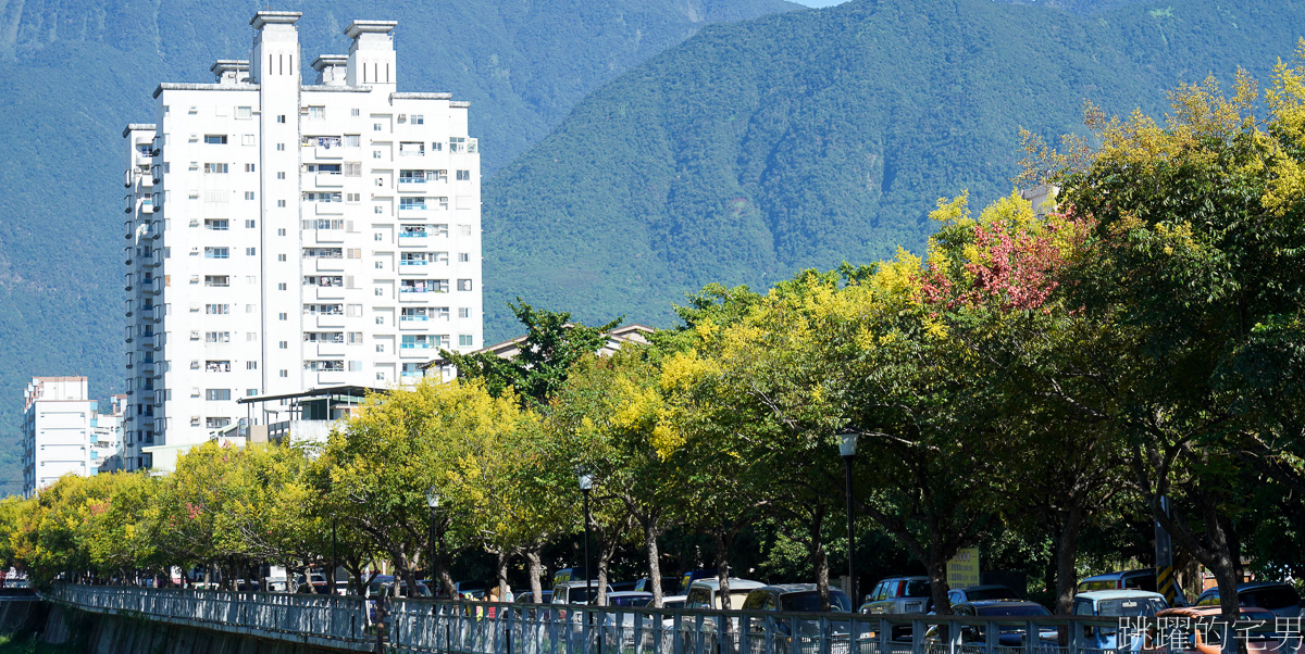 [吉安景點]七腳川-花蓮日常的幸福美景，延綿數百公尺的台灣櫟樹花海，每年9-10月花蓮秋季美景，花蓮花季，花蓮景點