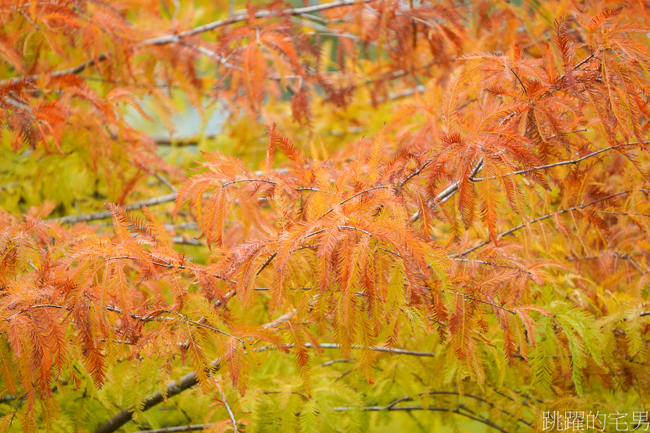 [花蓮吉安美食]松湖驛站-超好拍的花蓮景觀餐廳「擁有夢幻落羽松湖泊」香草烤雞、合菜，花蓮落羽松景點